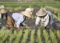 Petani Gula Kristal Banyumas: Teknologi & Cuaca Penggerak Produksi
