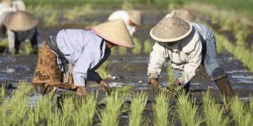Petani Gula Kristal Banyumas: Teknologi & Cuaca Penggerak Produksi